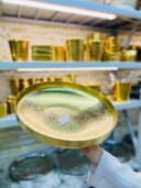 کاسه طلایی سایزسه(5738)